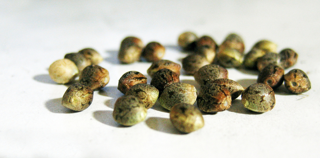 Do you know How to select the right seeds to home grow? ... photo by CC user _thor_ on Flickr
